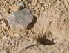 Lasioglossum sp.